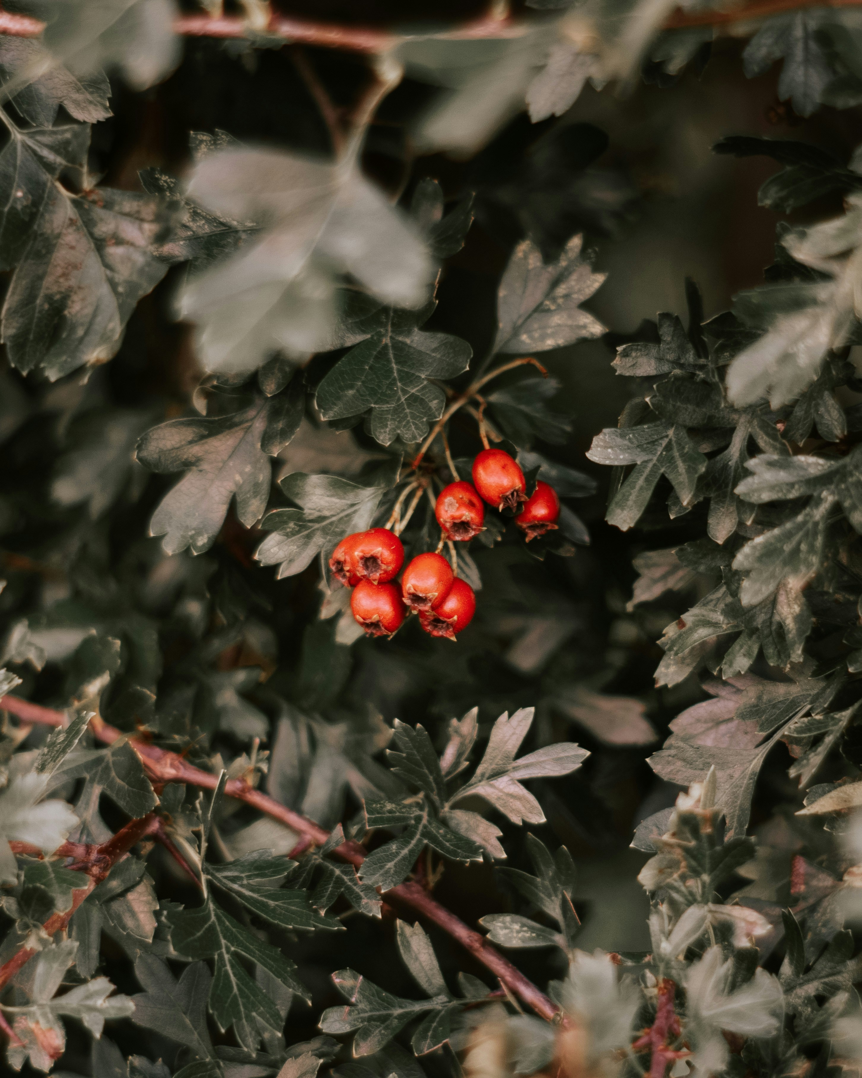 Photo by lindachrphotography