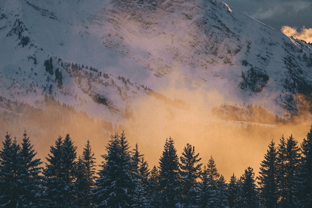 green pine trees on mountain