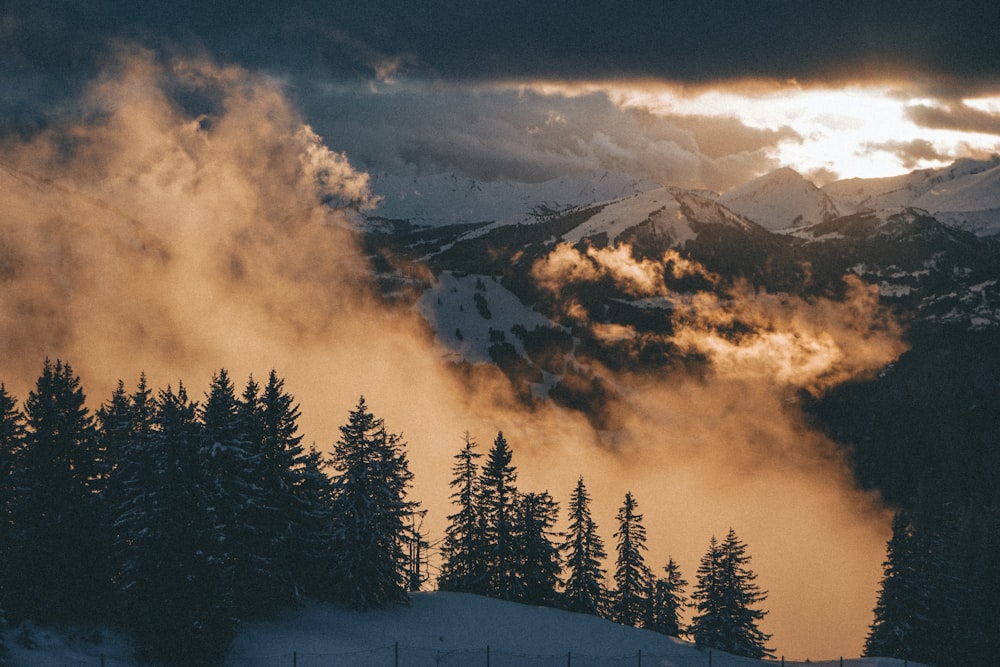 green pine trees on snow covered ground under cloudy sky during daytime