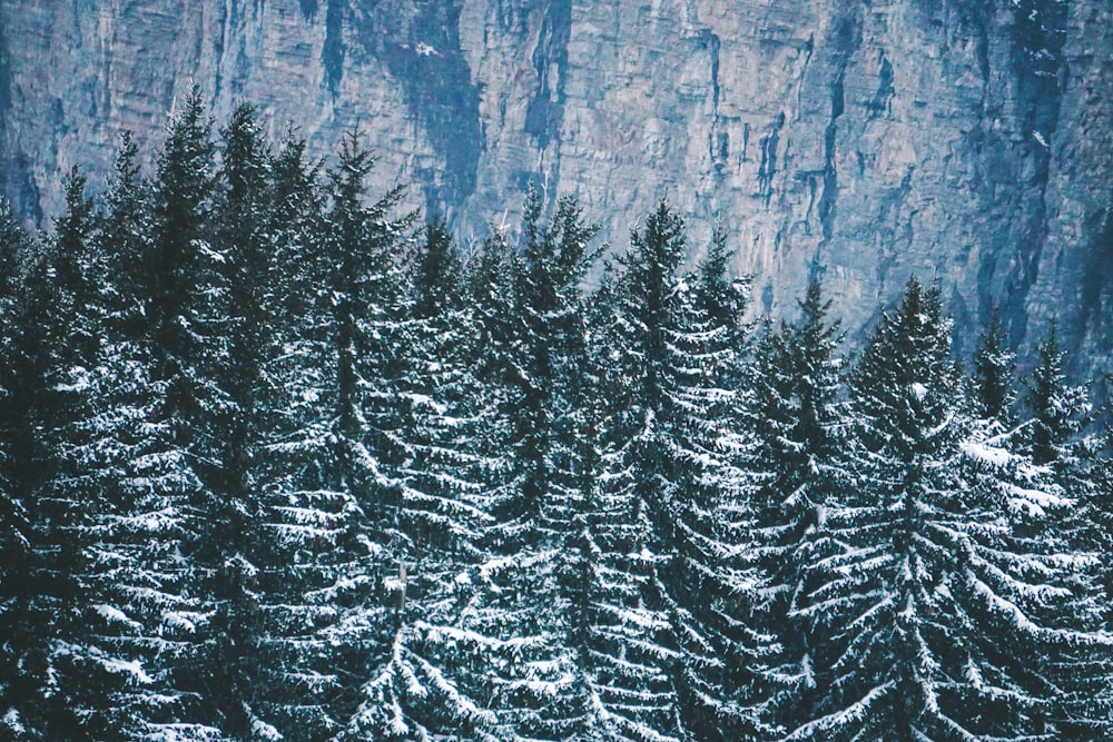 green pine trees covered with snow