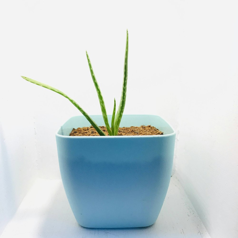 green plant in blue ceramic pot