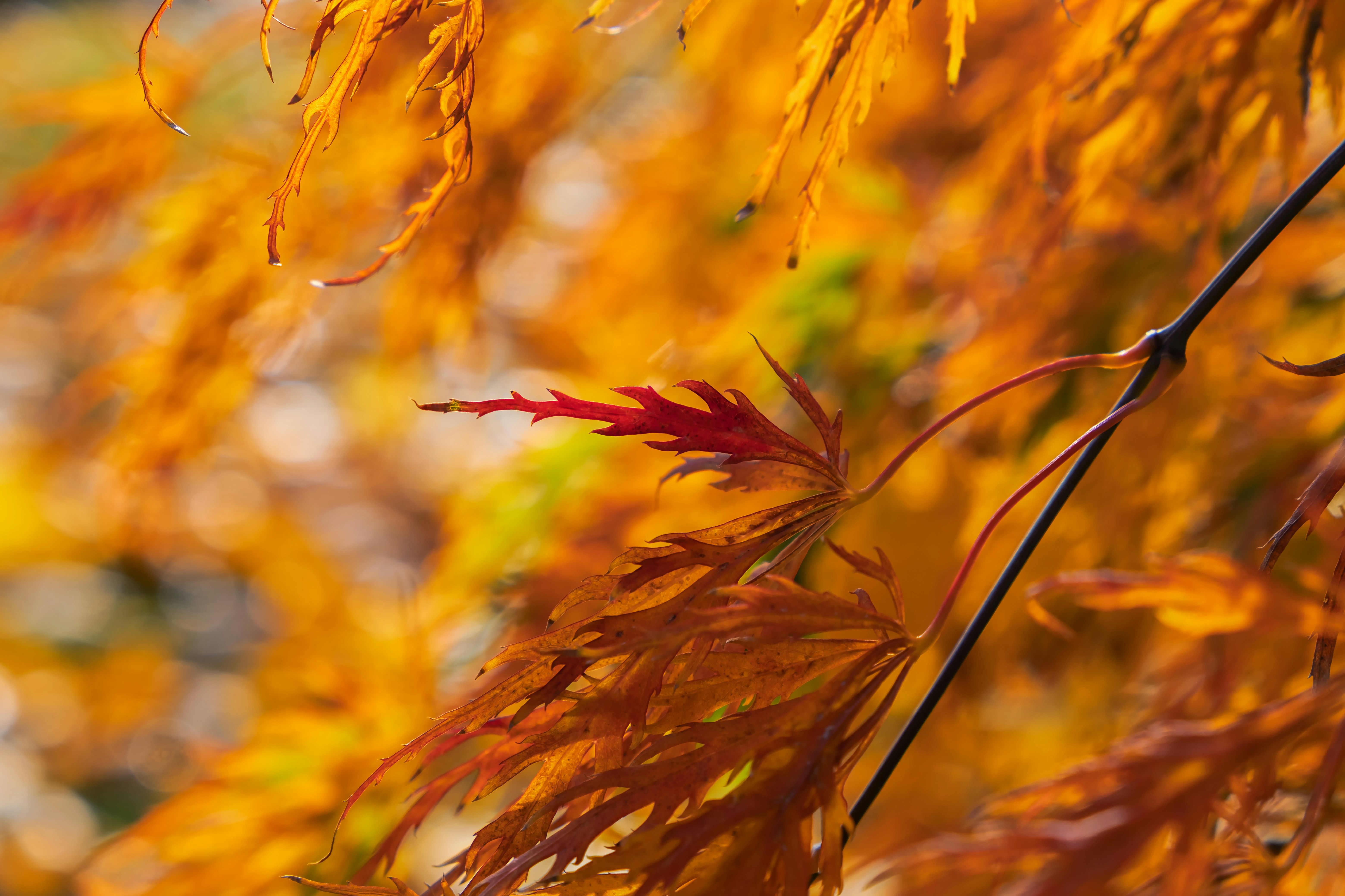 Photo by couleuroriginal