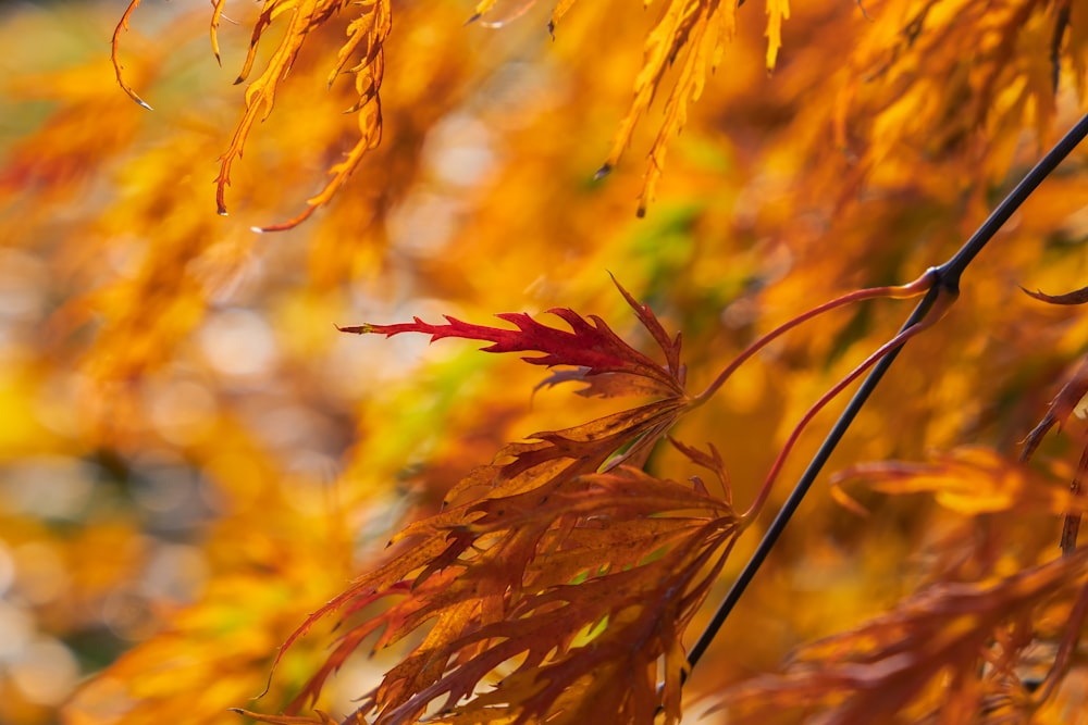 brown and red plant during daytime