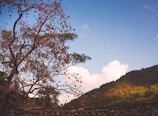 A tree laden with red-orange fruits stands prominently in the foreground. The background features lush green hills under a bright blue sky with scattered white clouds. There is a traditional tiled roof at the bottom of the image, suggesting a rural or natural setting.
