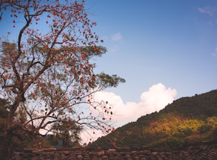 A tree laden with red-orange fruits stands prominently in the foreground. The background features lush green hills under a bright blue sky with scattered white clouds. There is a traditional tiled roof at the bottom of the image, suggesting a rural or natural setting.