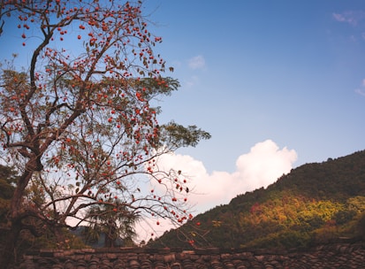 A tree laden with red-orange fruits stands prominently in the foreground. The background features lush green hills under a bright blue sky with scattered white clouds. There is a traditional tiled roof at the bottom of the image, suggesting a rural or natural setting.