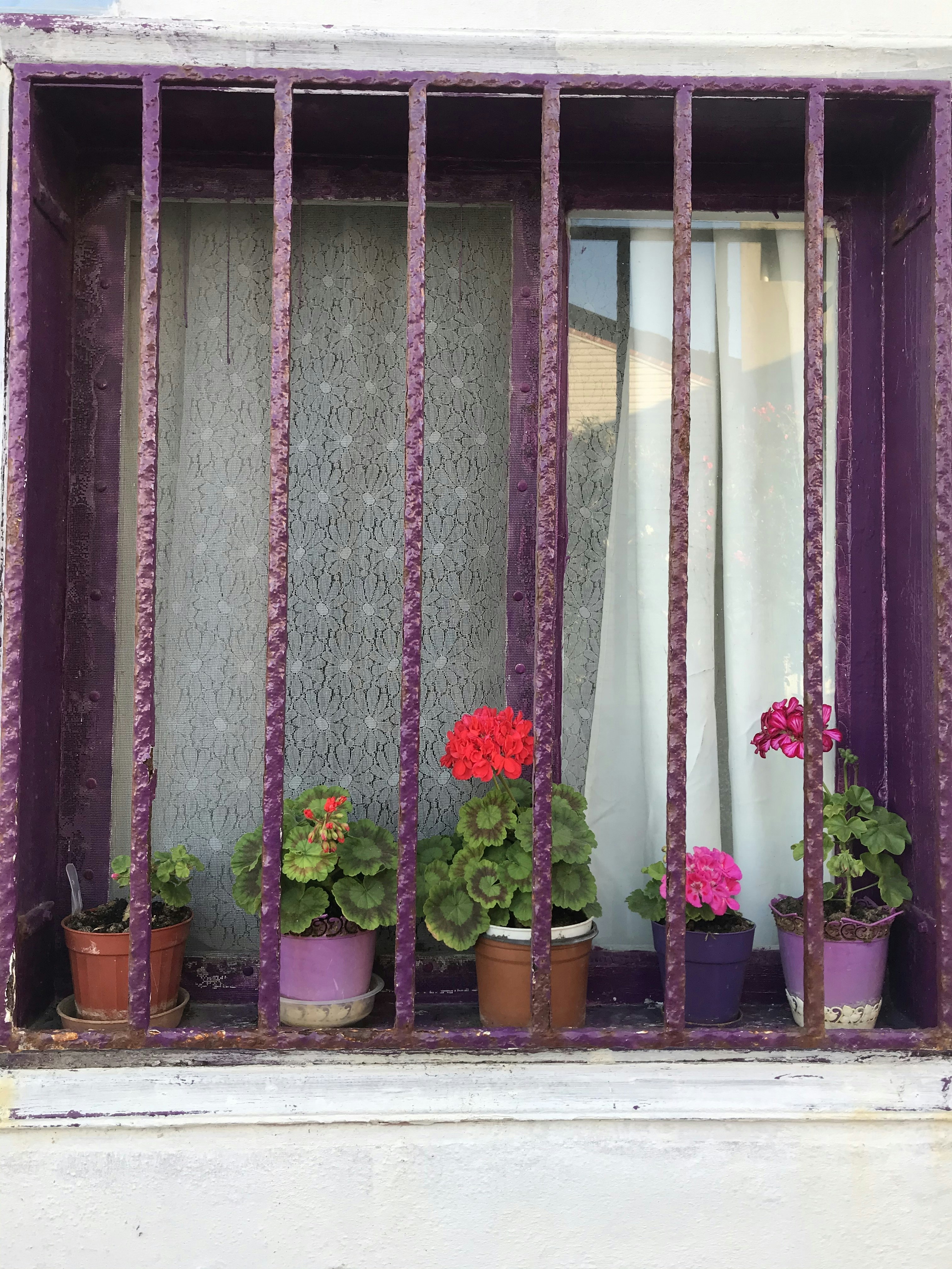 5 Edible Flowers You Can Grow on a Windowsill