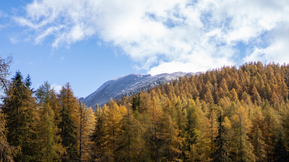 green trees on mountain under blue sky during daytime