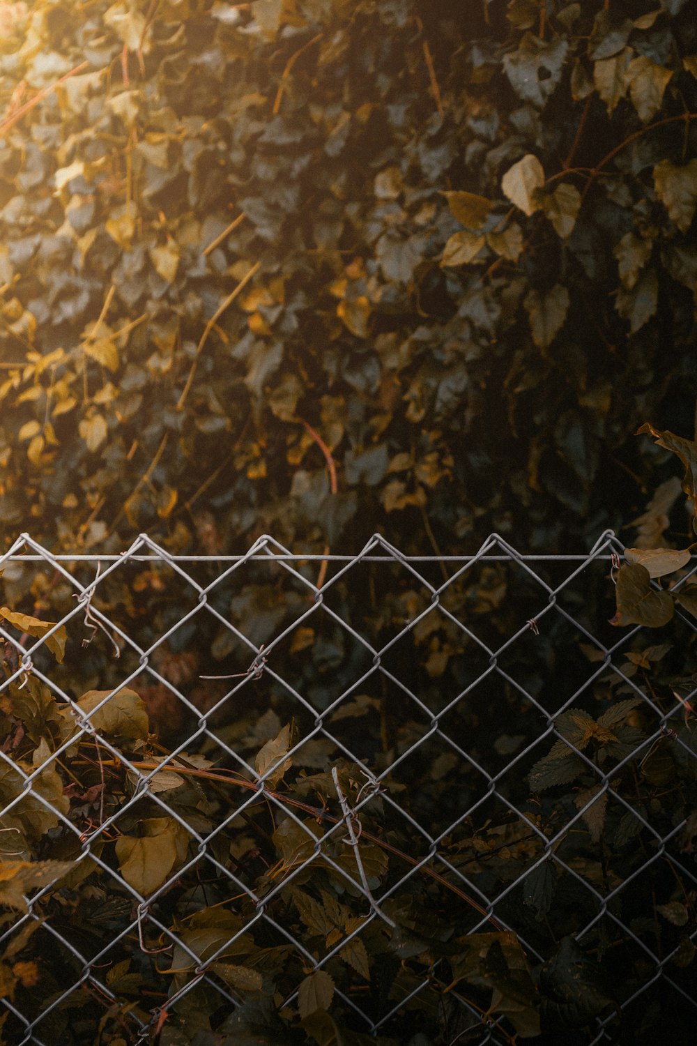 brown and black leaves on black metal fence