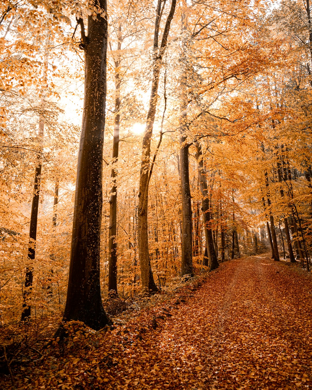 brown trees on brown field during daytime