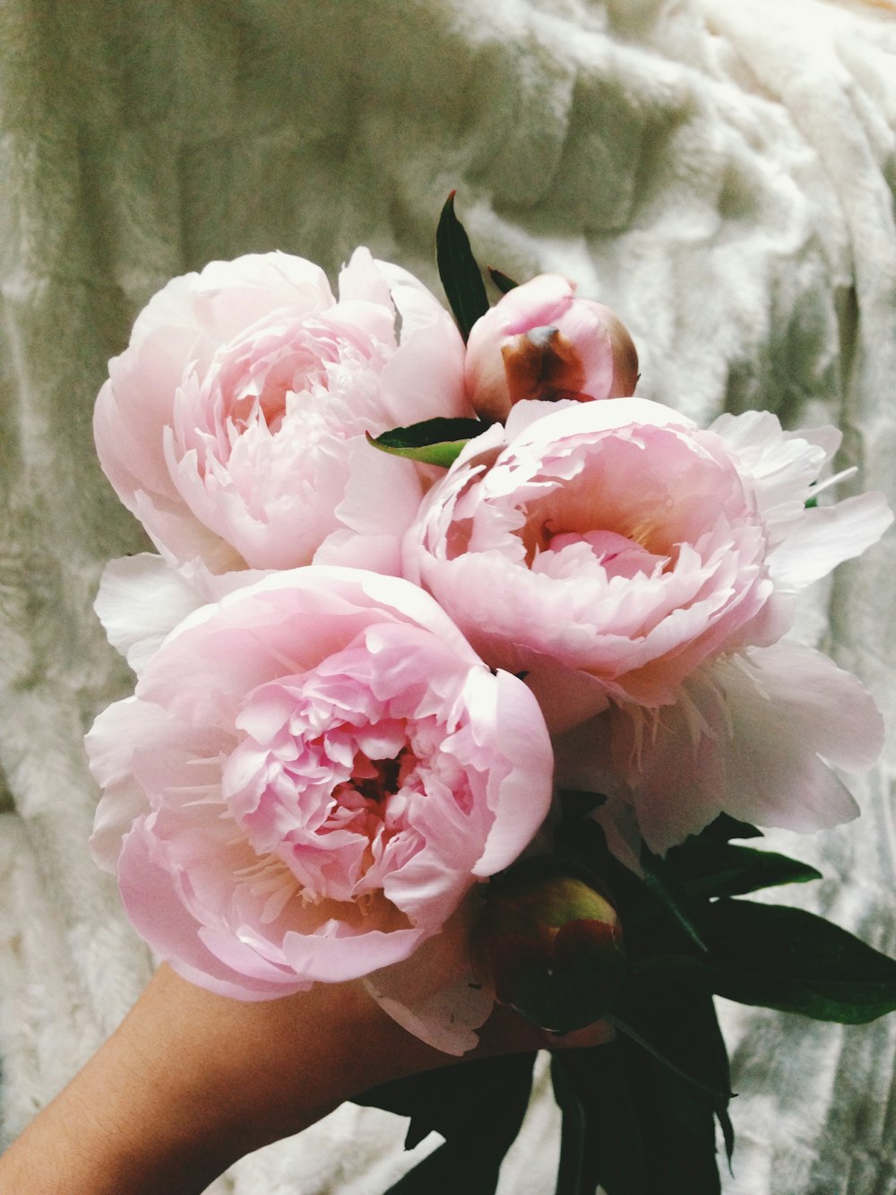 pink roses in close up photography