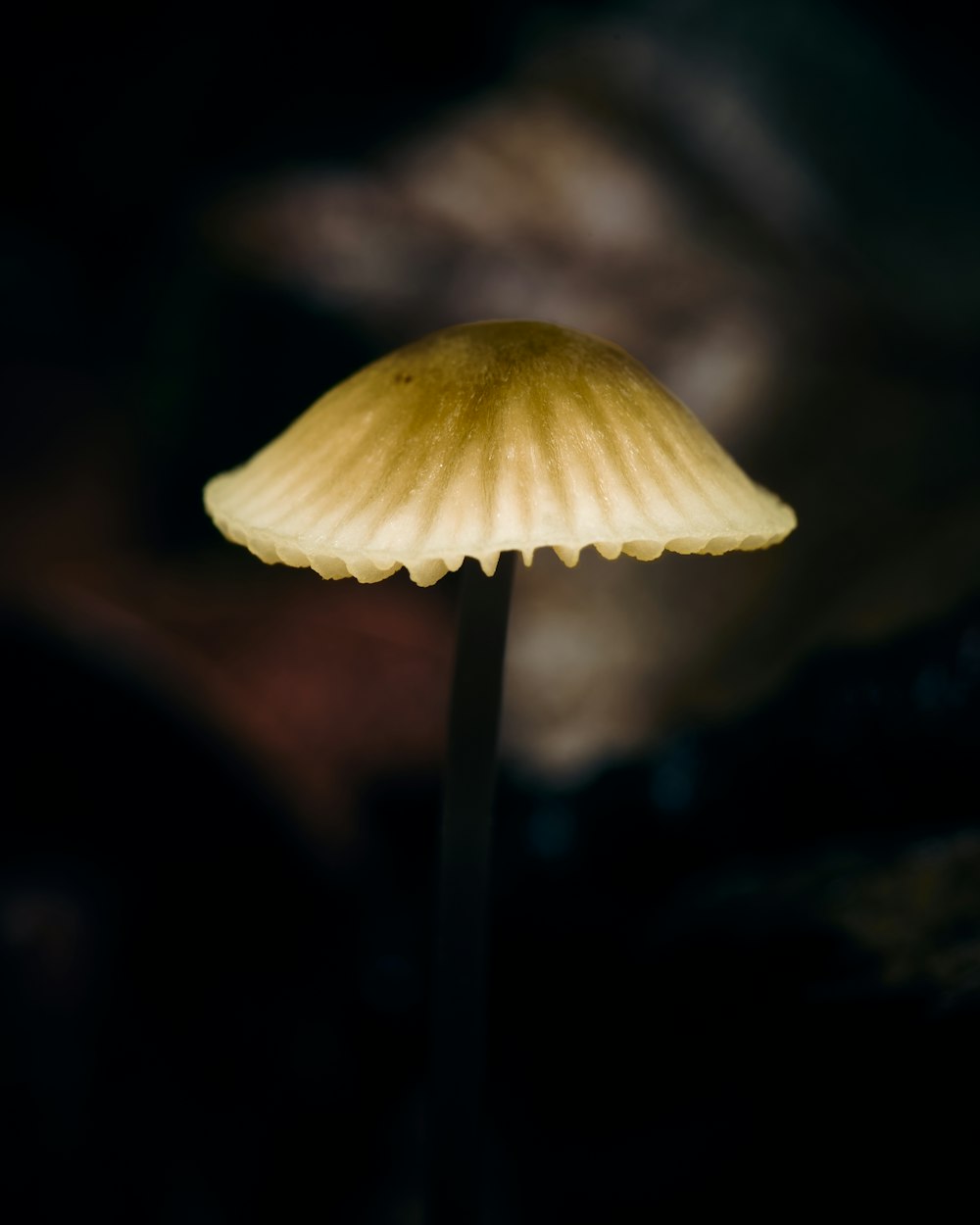 white and brown mushroom in close up photography