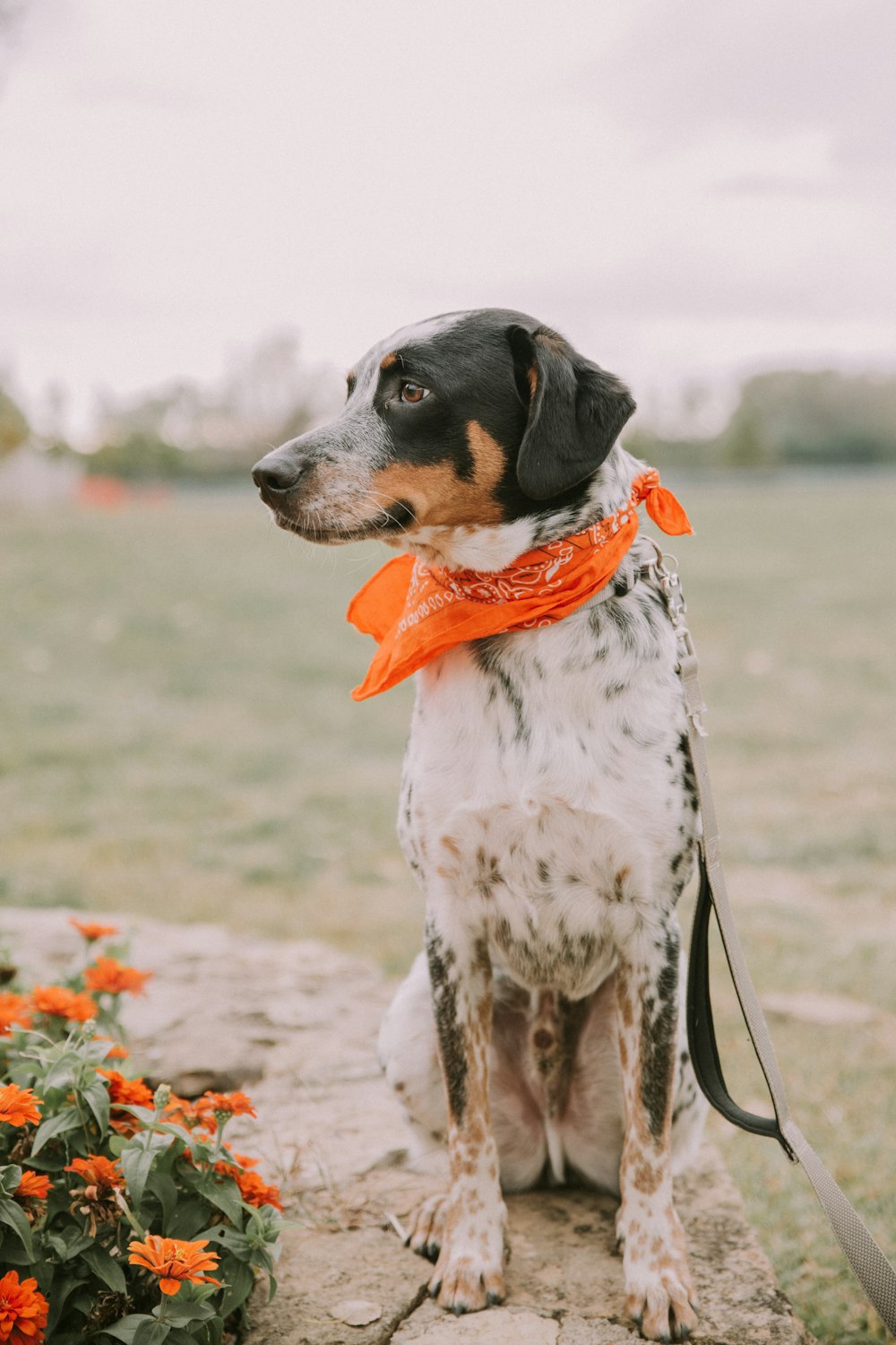 white black and brown short coated dog on brown field during daytime