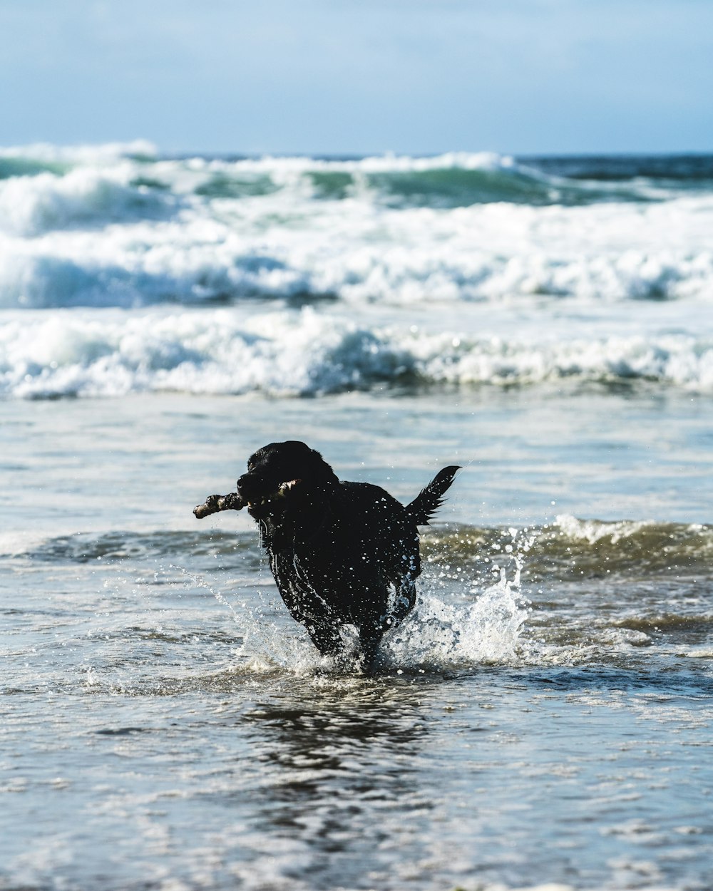 black labrador retriever running on sea waves during daytime
