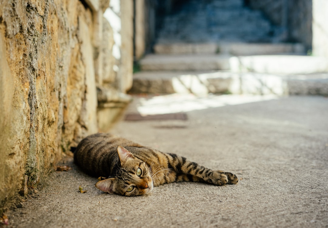 brown tabby cat lying on the ground