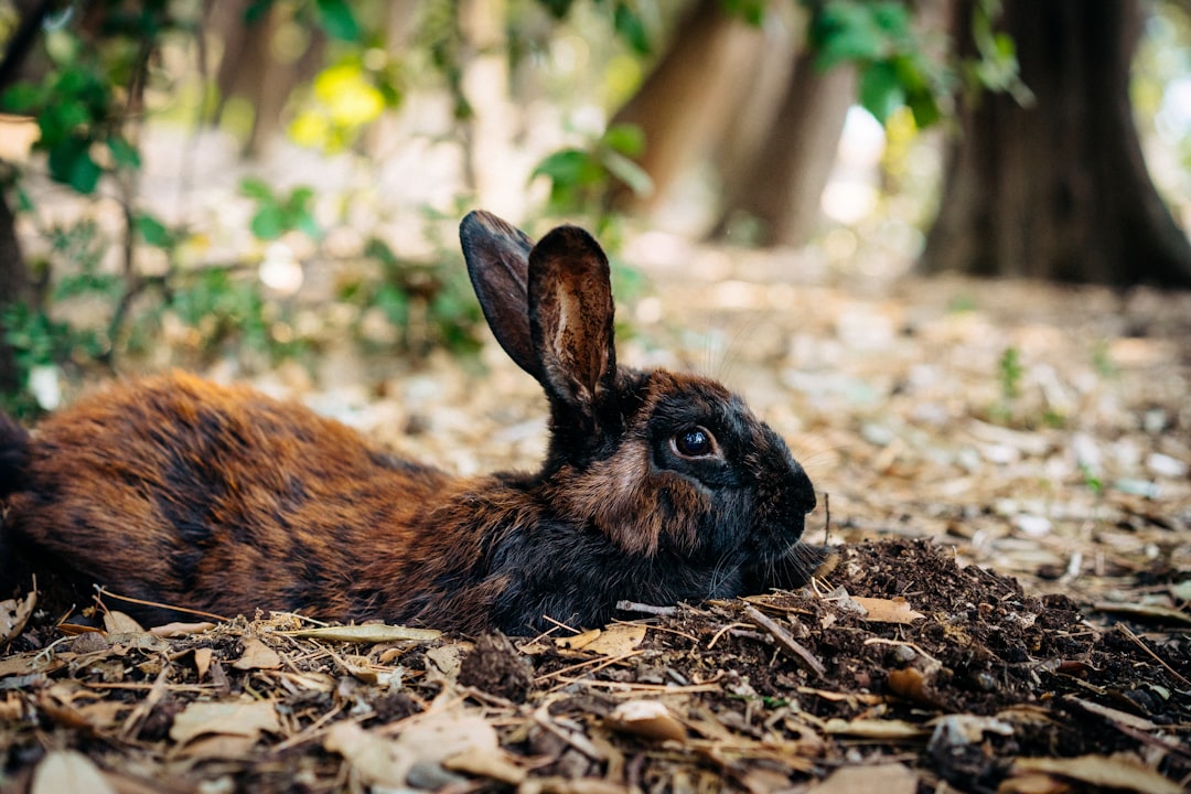 brown rabbit on brown soil during daytime