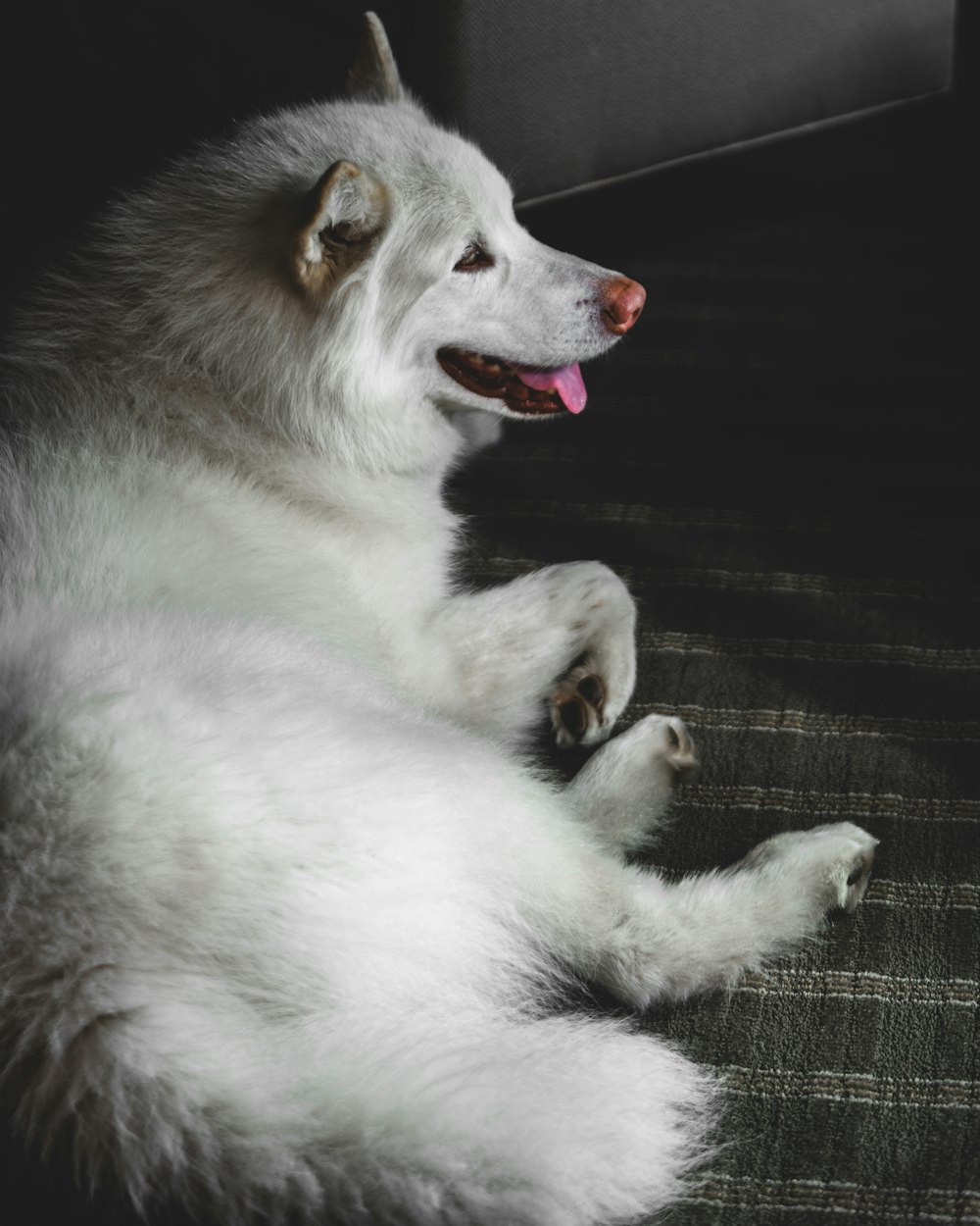 cão branco e marrom de pelagem longa deitado em tecido preto