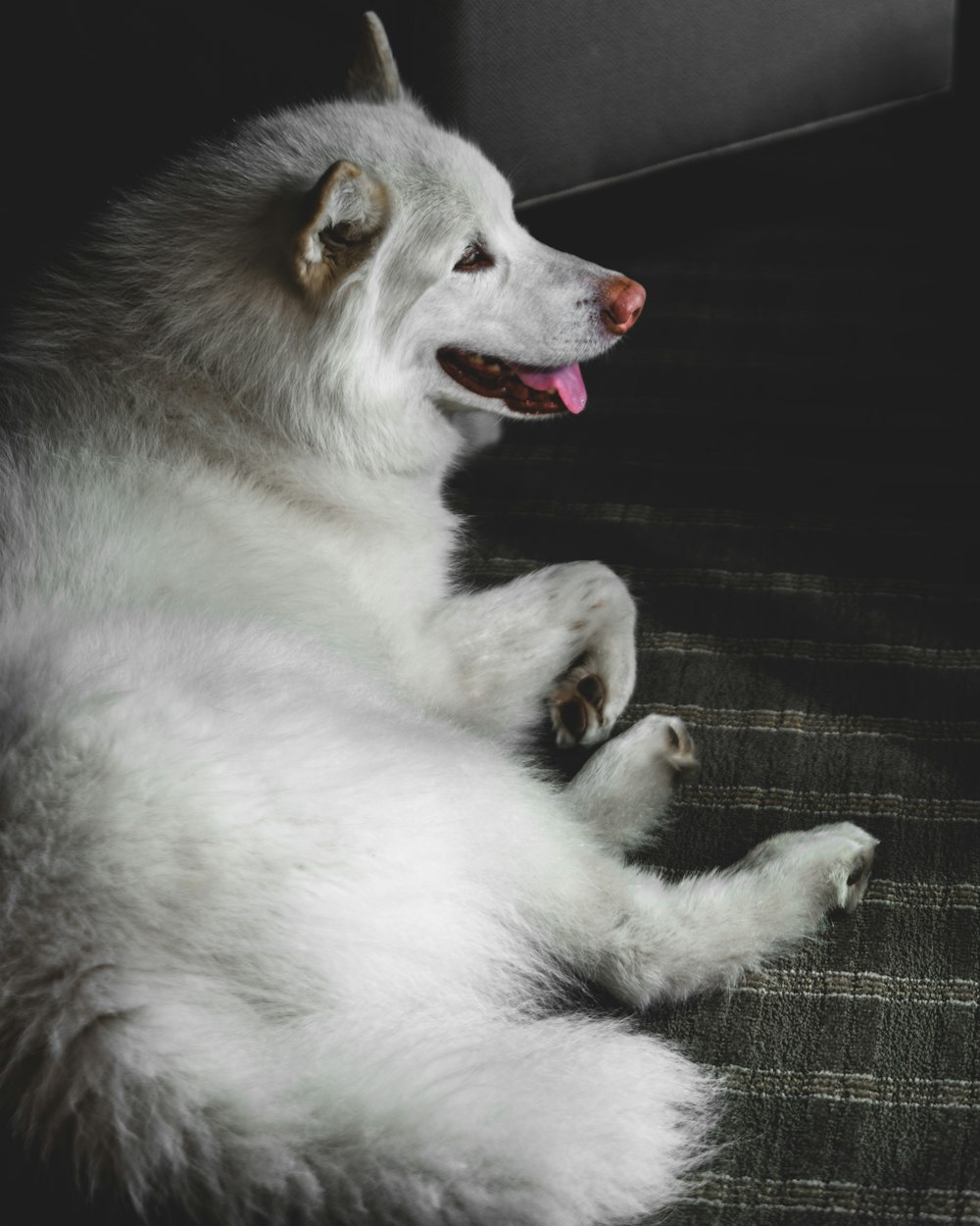 white and brown long coated dog lying on black textile