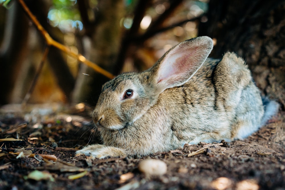 brown rabbit on brown soil