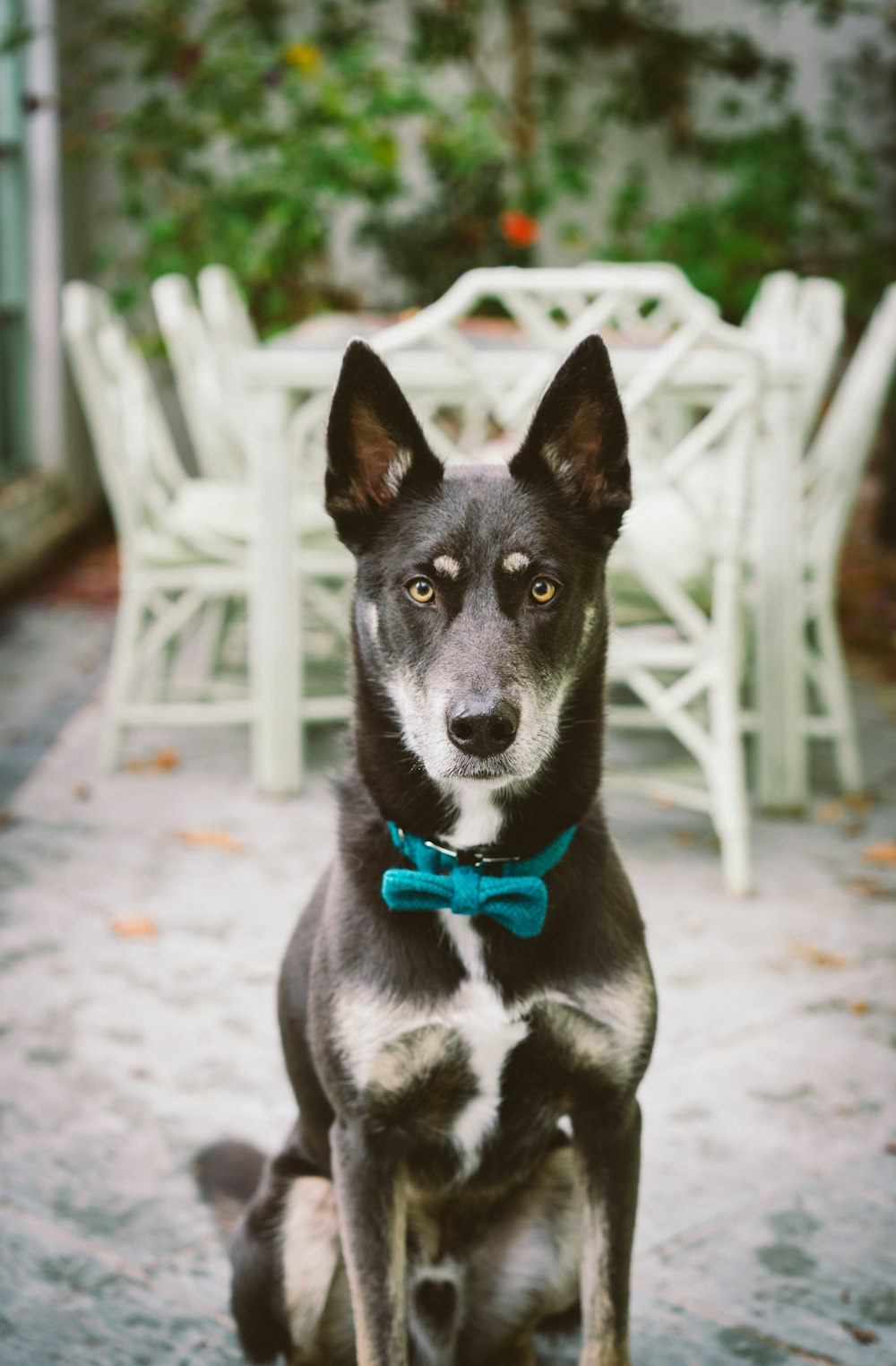 black short coat small dog sitting on ground