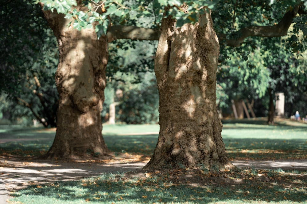 brown tree trunk on green grass field during daytime