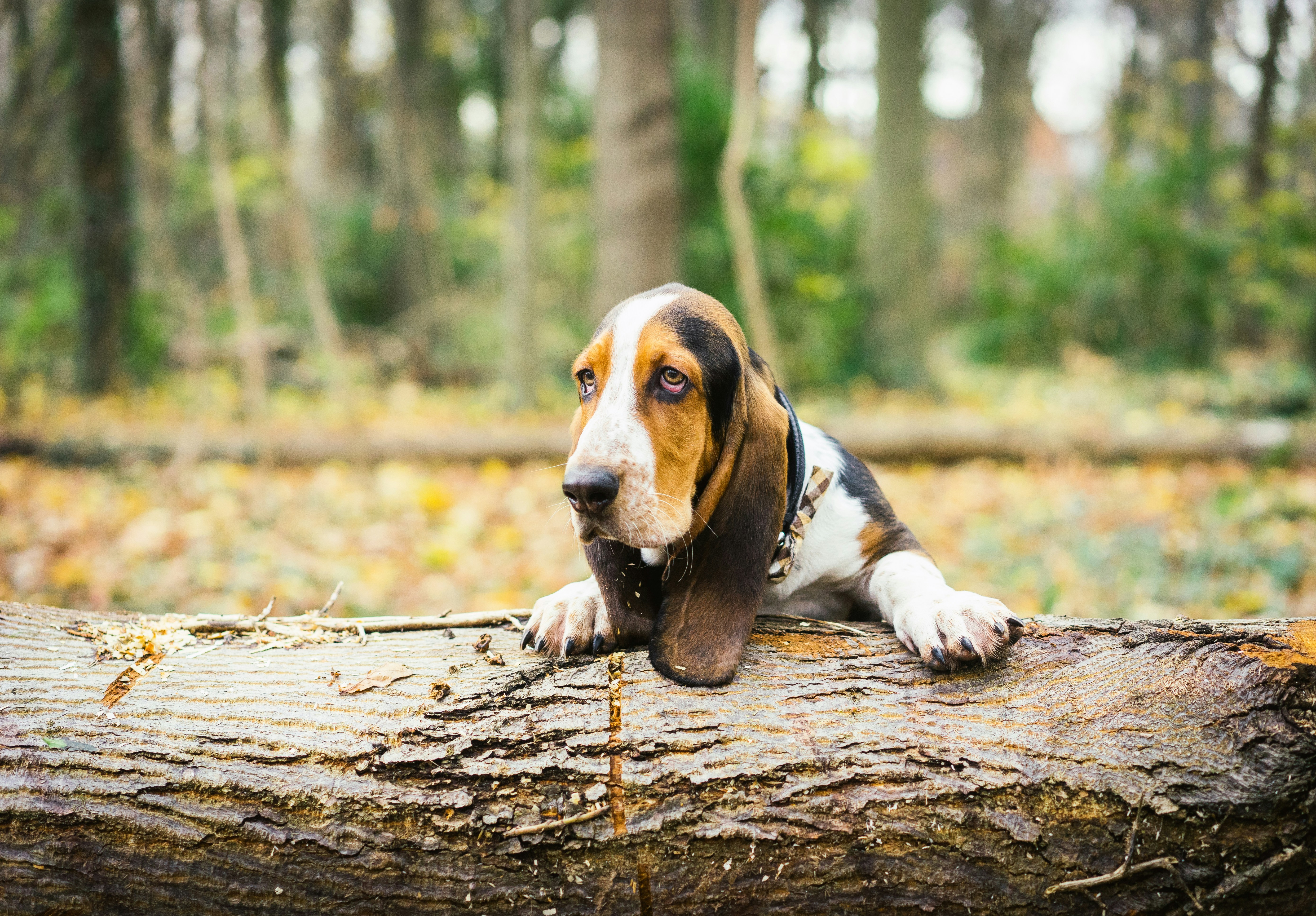 Elvis the Hound-dog during his pet photoshoot at Stormont Park, Northern Ireland
