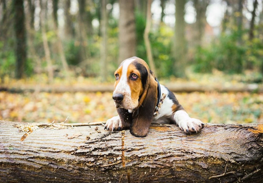 Beagle tricolor en tronco de árbol marrón durante el día
