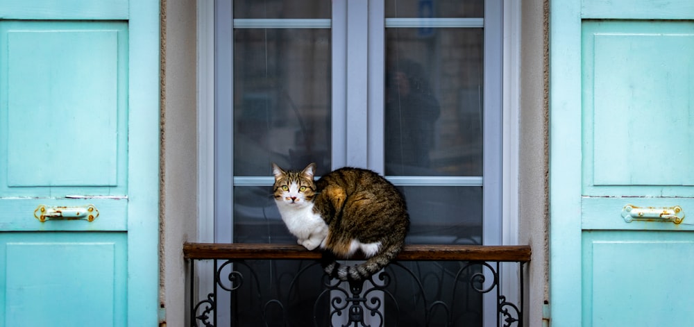 white and brown cat on window