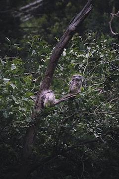 white and gray bird on brown tree branch during daytime