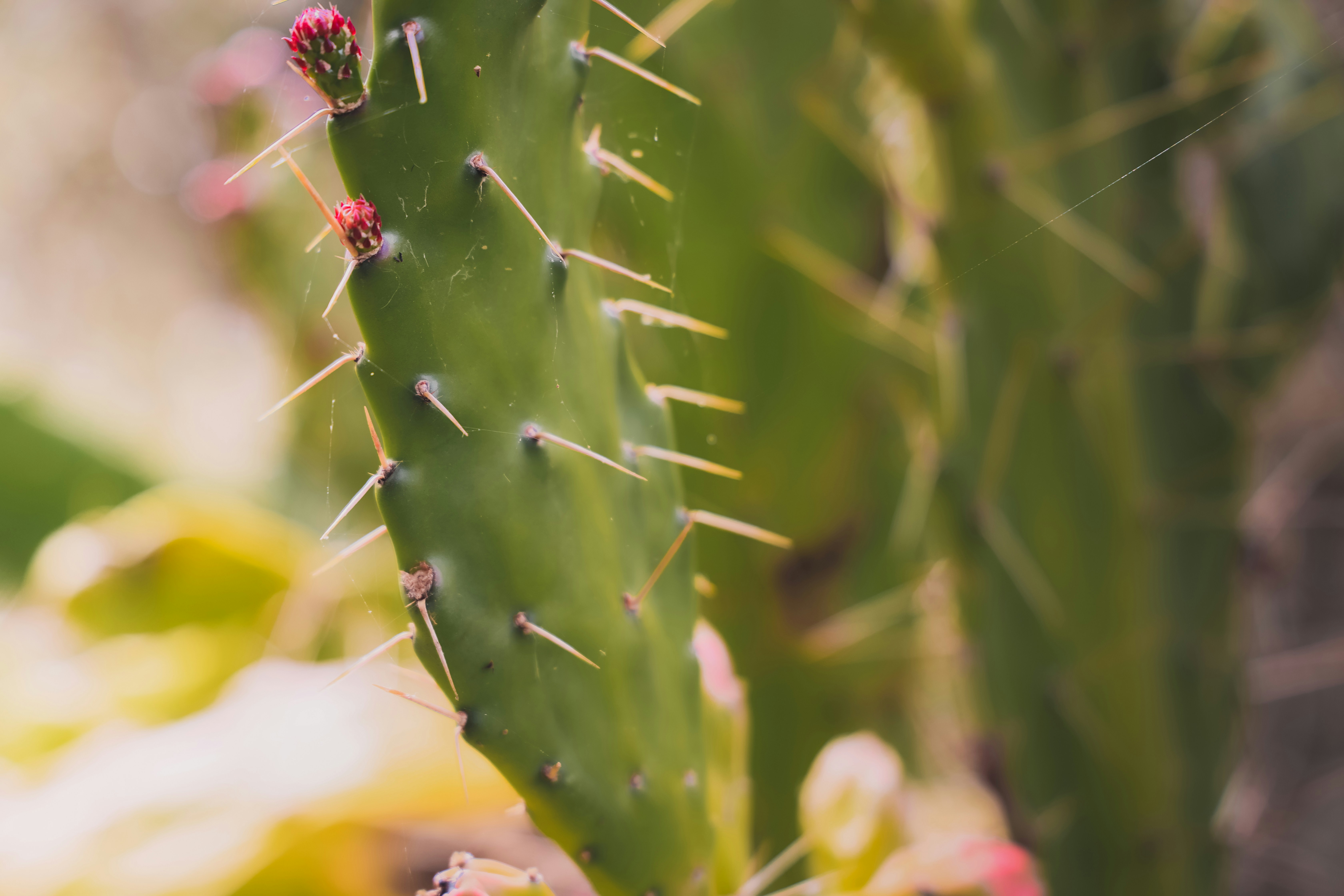 green plant in macro shot, 