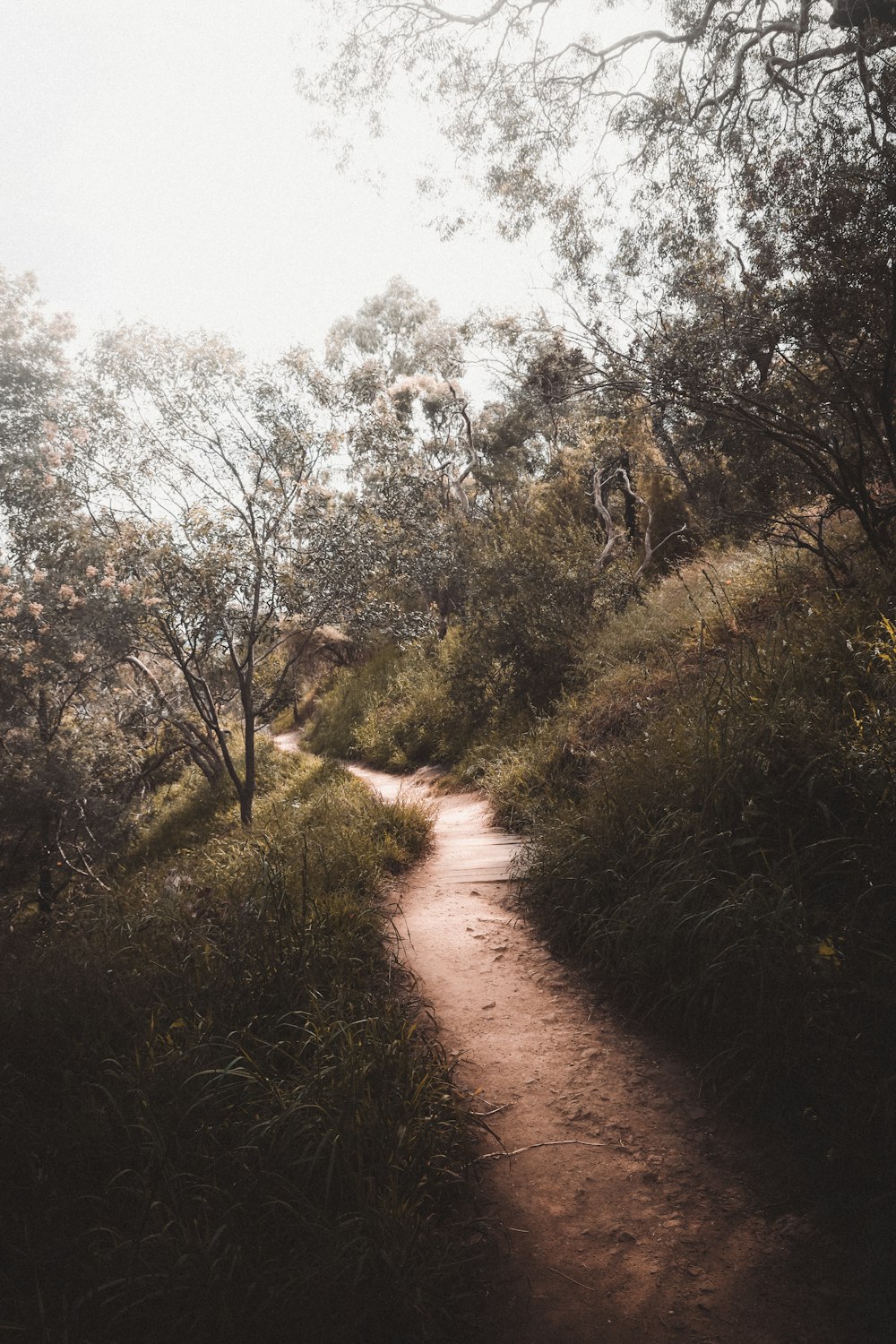 brown dirt road between green grass and trees during daytime