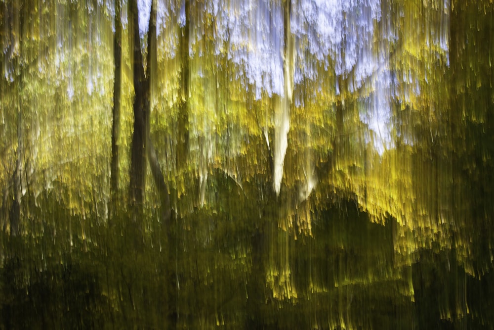 alberi verdi e marroni durante il giorno