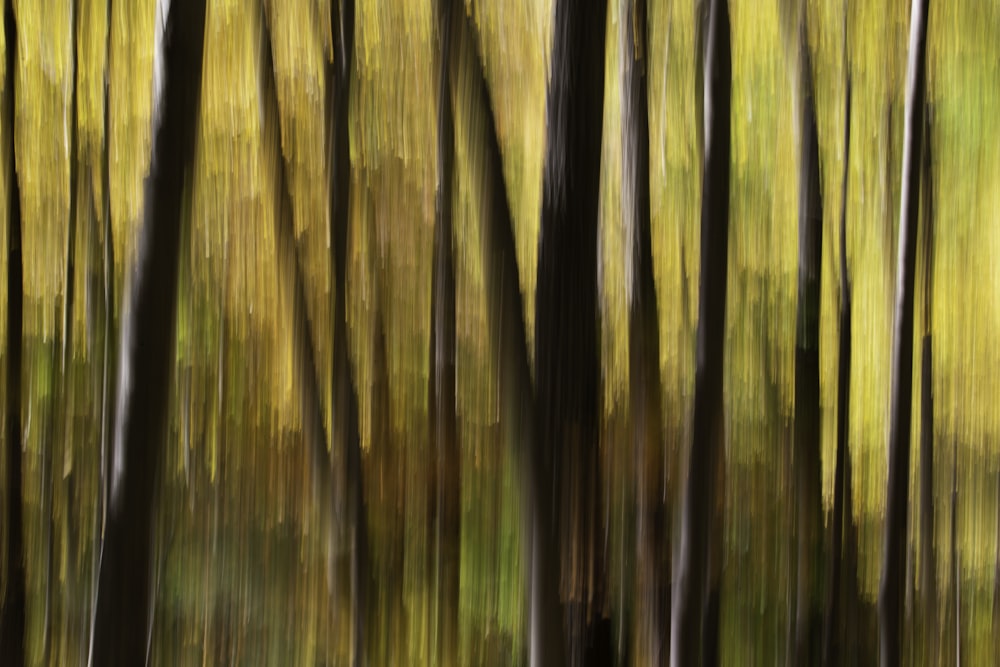 brown and green bamboo trees