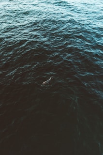 Dark ocean water with visible ripples and a single dolphin swimming near the surface.