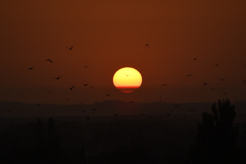 silhouette of birds flying during sunset