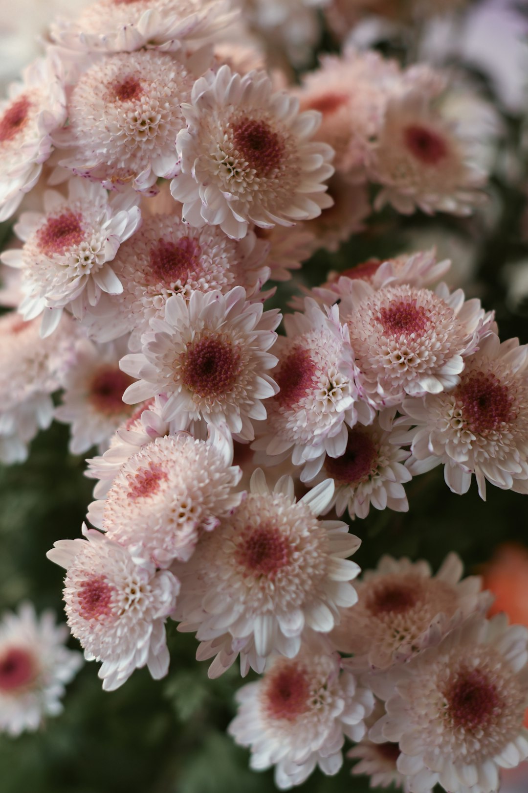 pink and white flower in macro lens