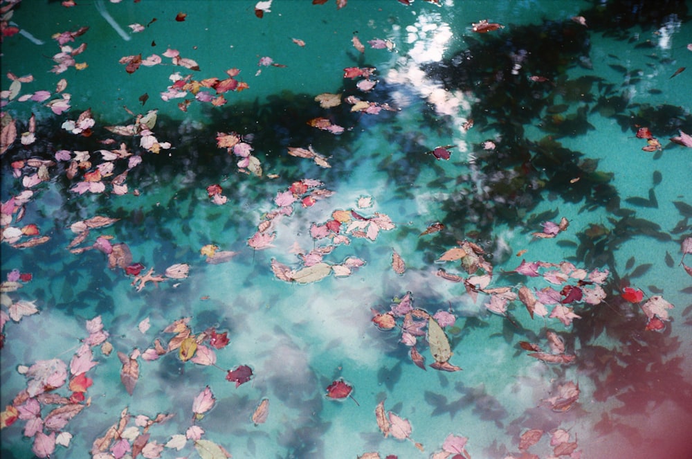 white and pink flowers on body of water