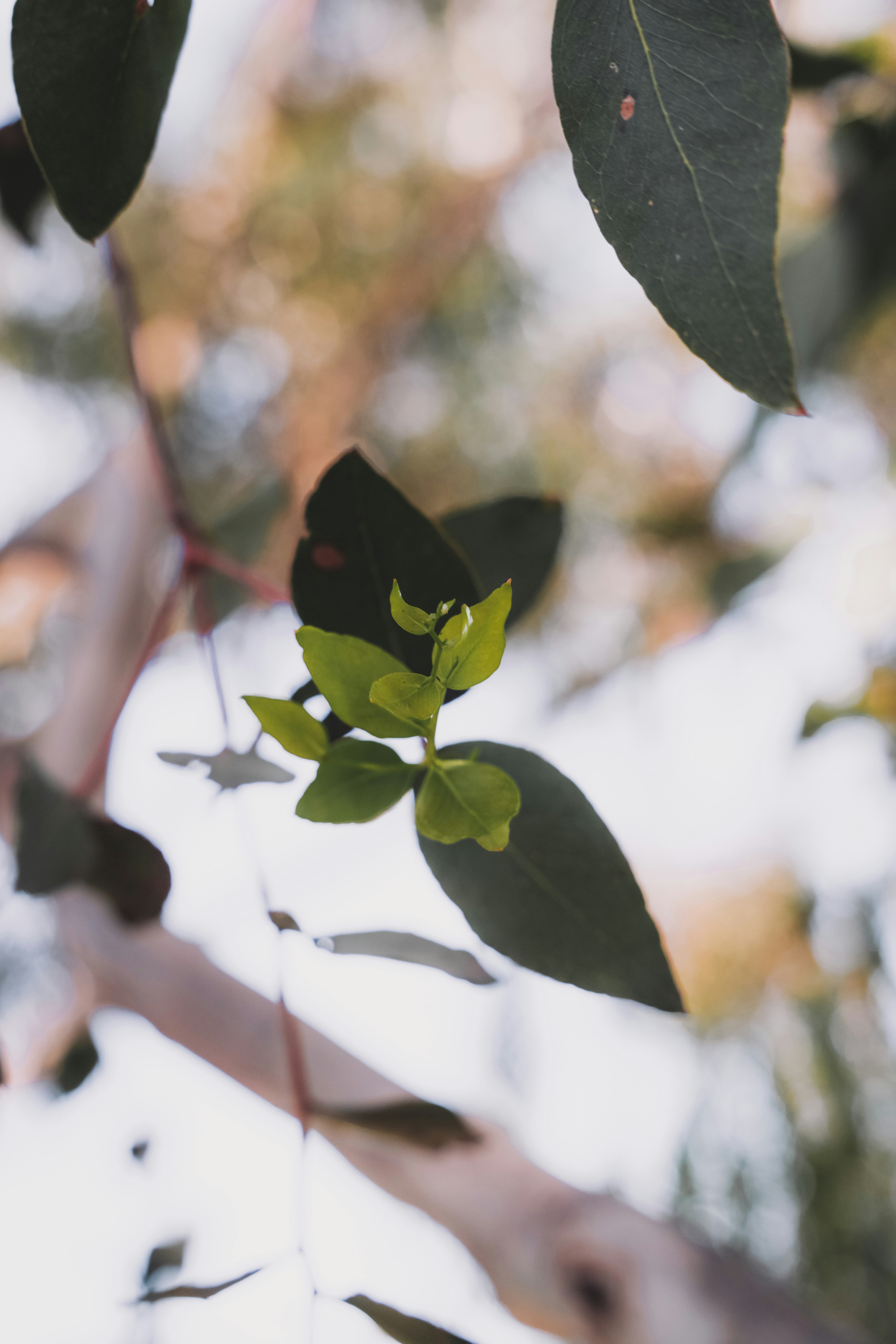 green leaves in tilt shift lens