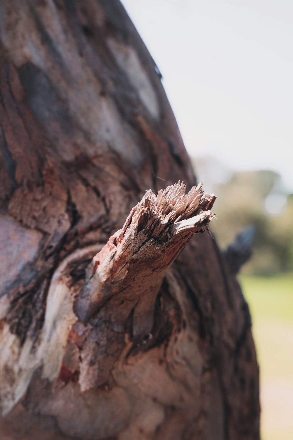 brown wood log in close up photography