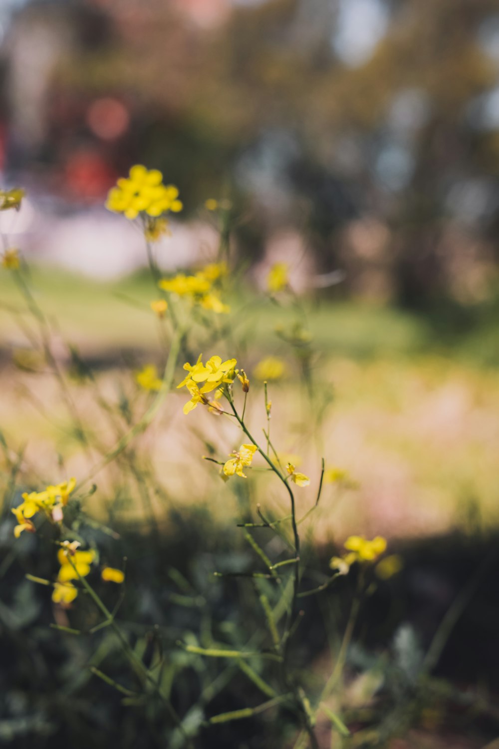 yellow flowers in tilt shift lens