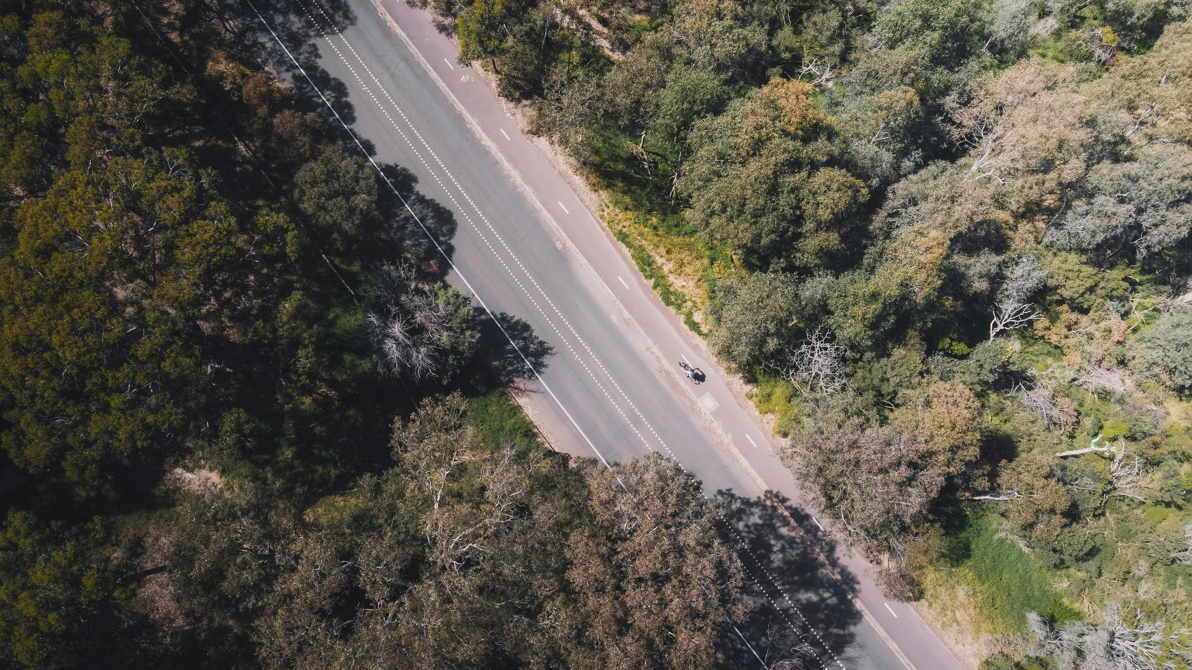 aerial view of road between trees, 