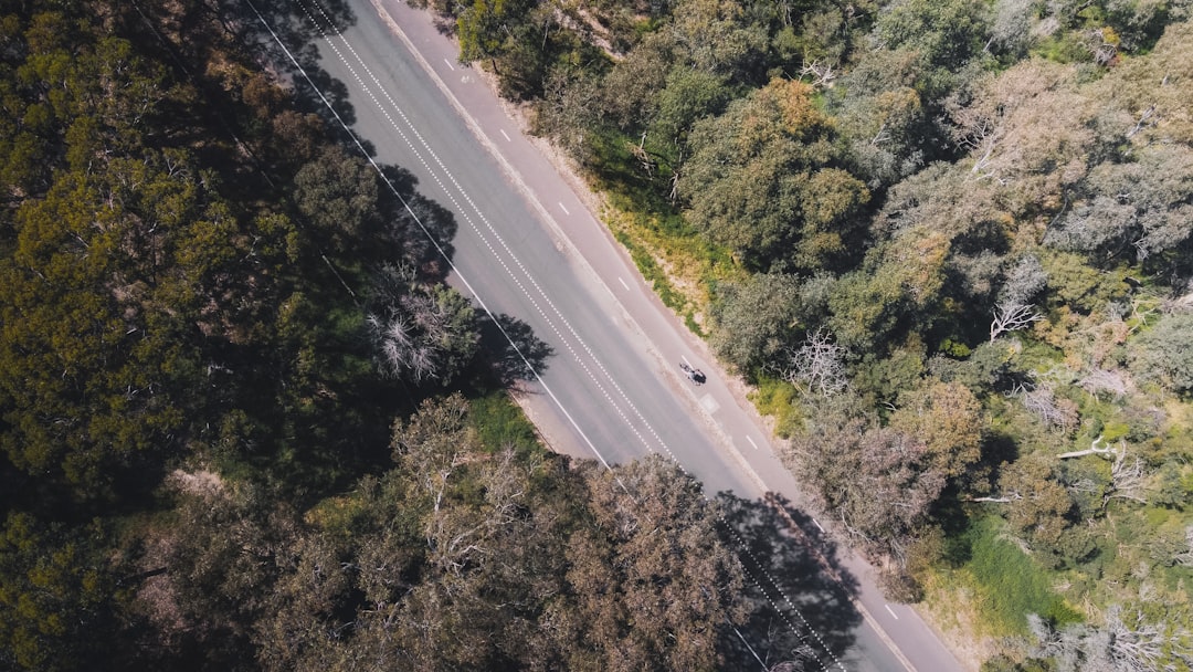 aerial view of road between trees,