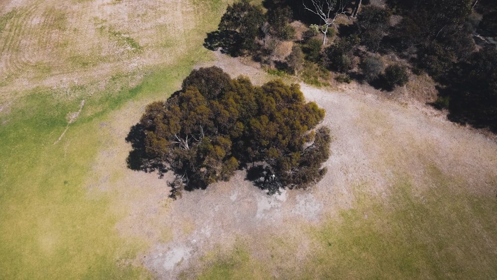 green and brown trees on green grass field