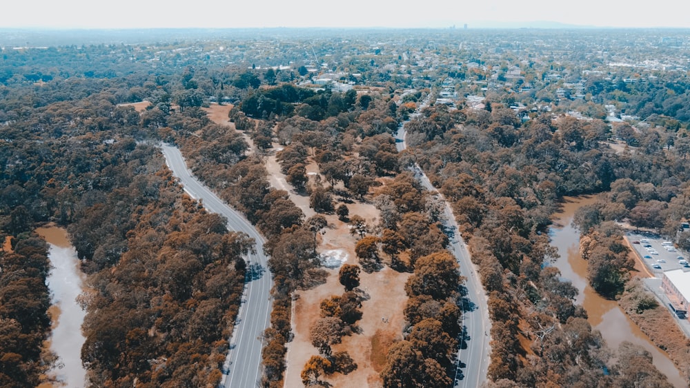 aerial view of road between trees during daytime