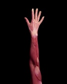 An outstretched human arm painted with anatomical details, showcasing muscles, tendons, and bones, set against a black background.