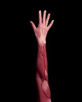 An outstretched human arm painted with anatomical details, showcasing muscles, tendons, and bones, set against a black background.