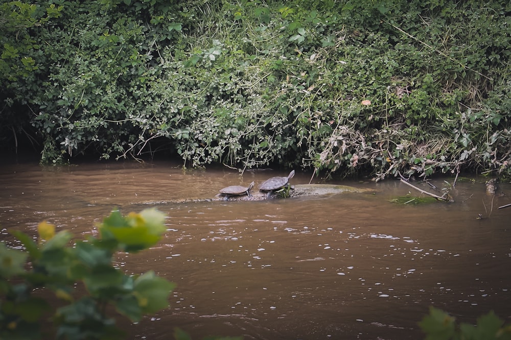 Grüne Bäume am Fluss während des Tages