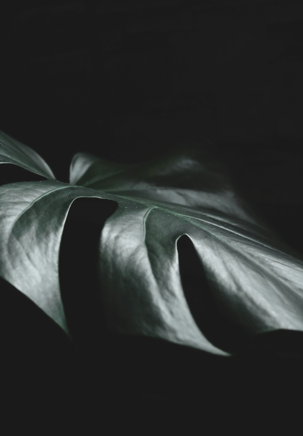 green leaf in dark room