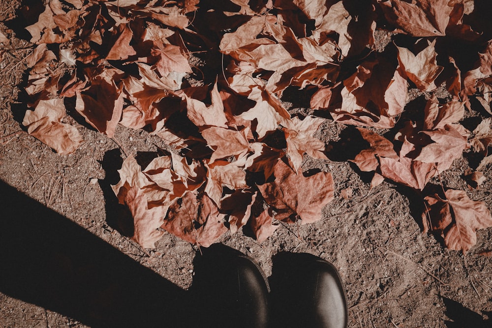 person in black pants and black shoes standing on brown dried leaves