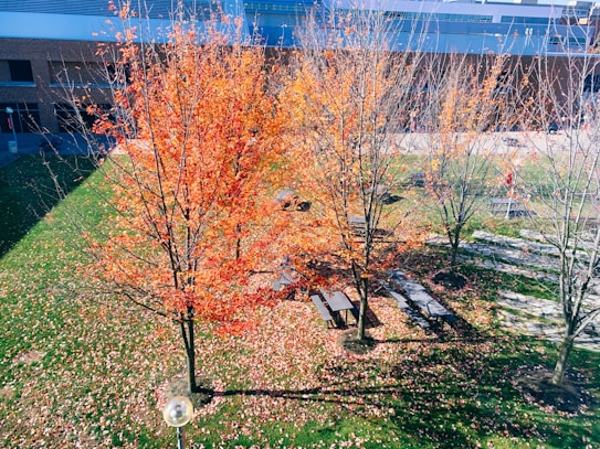 A park-like area featuring trees with vibrant autumn leaves, predominantly in shades of orange and red. The scene includes several picnic tables scattered beneath the trees, which cast long shadows on a grassy lawn covered in fallen leaves. A nearby building with large windows forms the background, enhancing the crisp autumn ambiance.